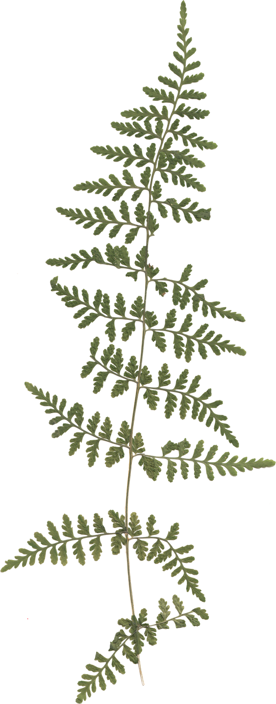 Fern Leaf, Pressed Flower Design Element